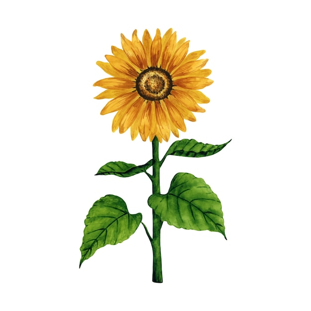 Tournesol aquarelle lumineux isolé sur fond blanc Illustration botanique dessinée à la main