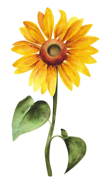 Tournesol aquarelle Tournesol jaune avec tiges et feuilles