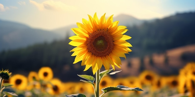 un tournesol avec un arrière-plan flou