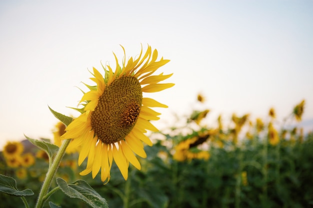 Tournesol au ciel.