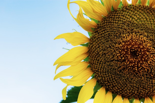 Tournesol au ciel.