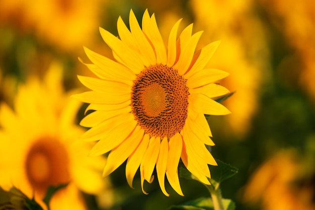 Tournesol au coucher du soleil