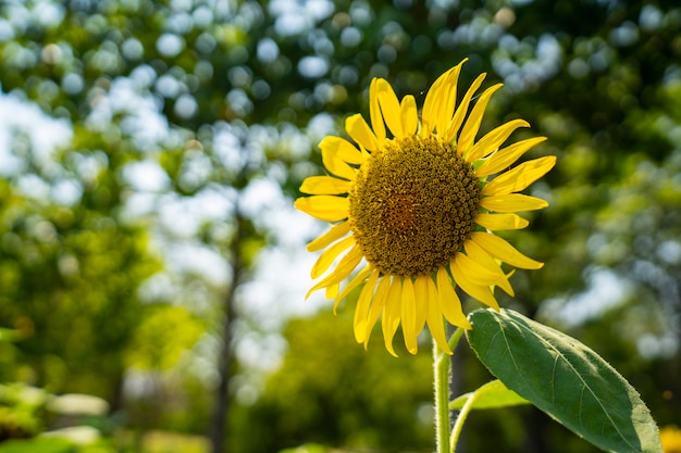 tournesol au jardin