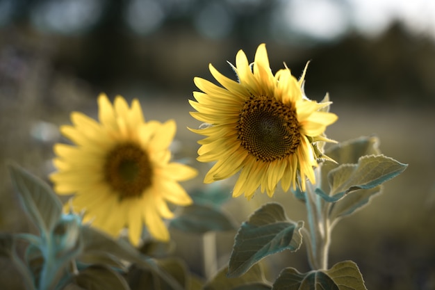 Tournesol au soleil dans l'art de la transformation des cultures agricoles