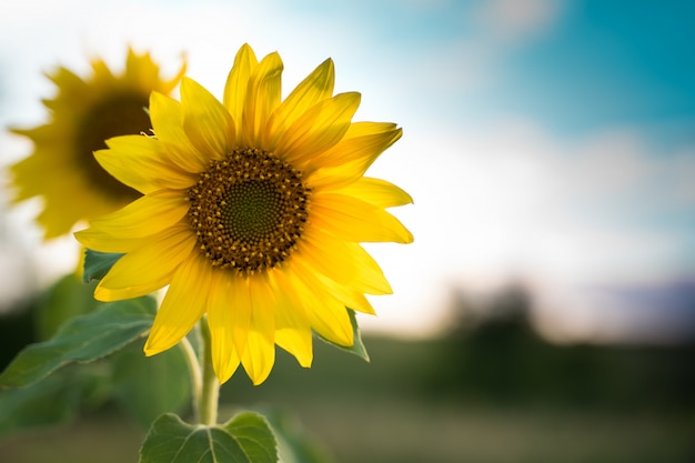 Tournesol au soleil.