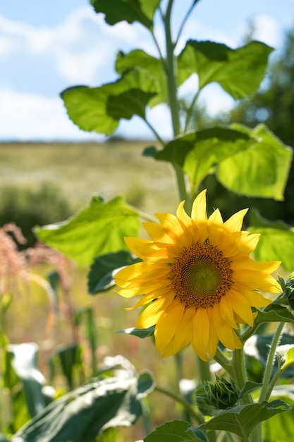 Tournesol au soleil.