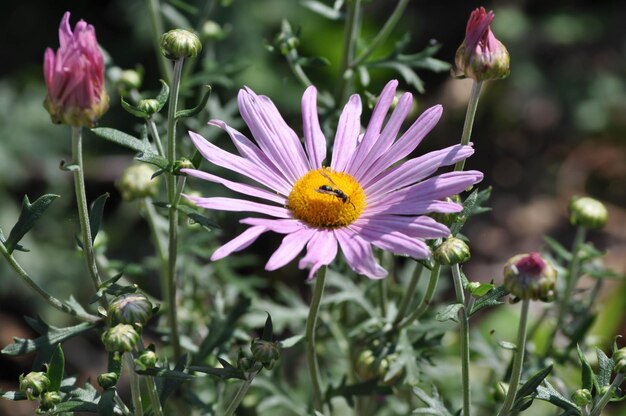 Photo le tournesol d'automne avec une abeille