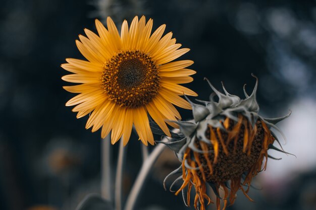 Tournesol d'automne orange avec graines et pétales lumineux sur fond flou. Beauté de la nature