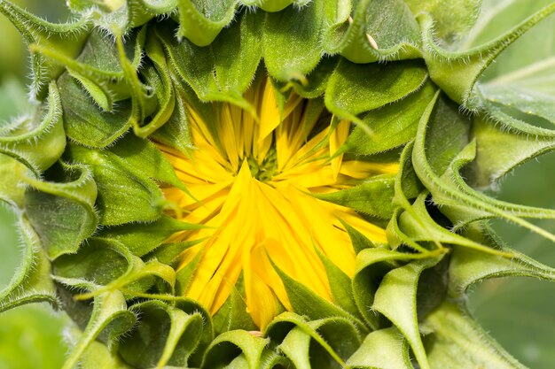 tournesol aux pétales jaunes