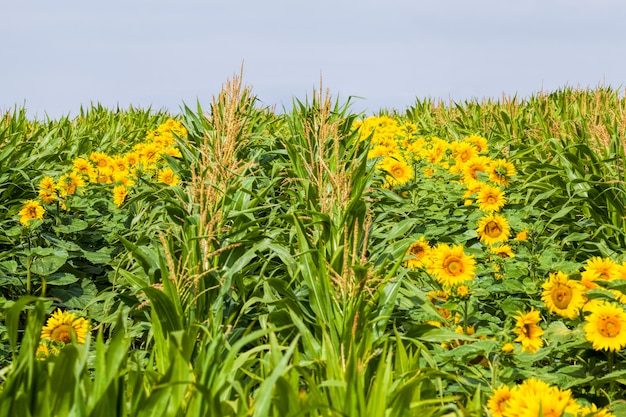 tournesol aux pétales jaunes