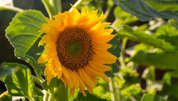 tournesol, beaucoup de grands gros tournesols d'affilée. vide pour la conception.