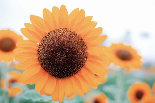 Tournesol à la belle.