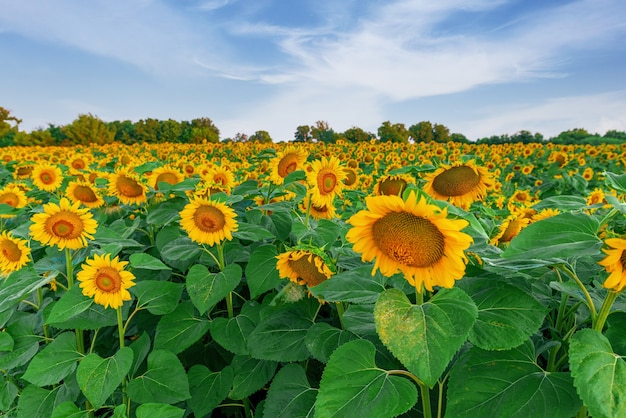 Tournesol sur champ de ciel bleu nuageux de tournesols en fleurs