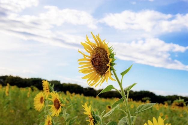 Tournesol, champ, ciel