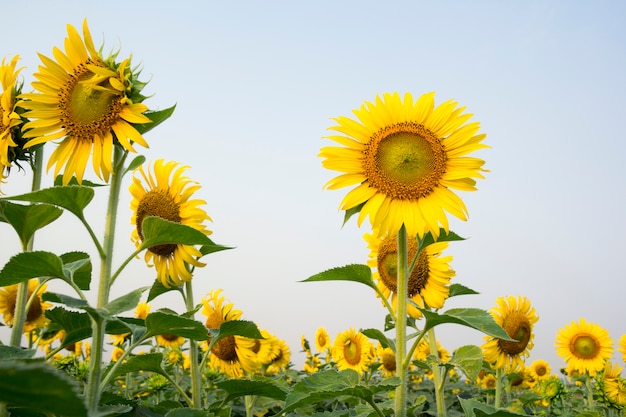 Tournesol avec champ de tournesols et ciel bleu