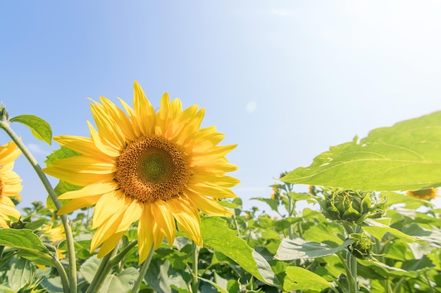 Tournesol, Champ de tournesols en fleurs