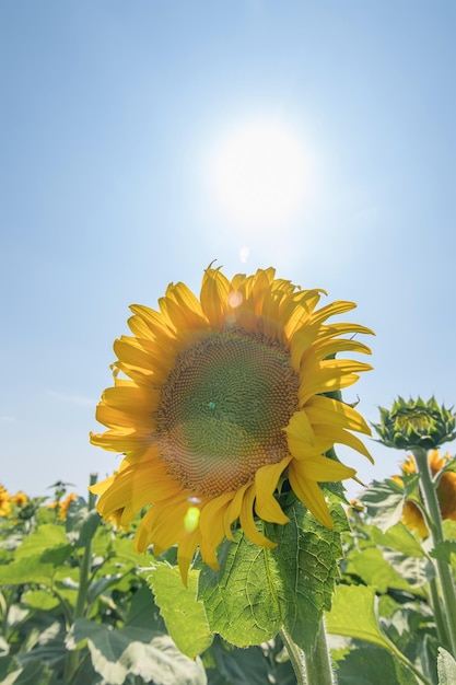 Tournesol, Champ de tournesols en fleurs