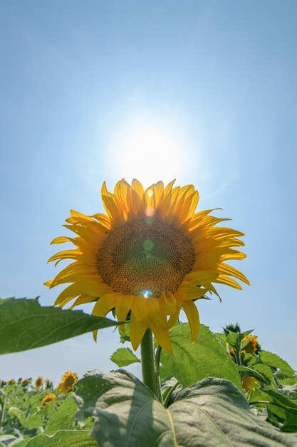 Tournesol Champ de tournesols en fleurs