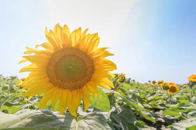 Tournesol, Champ de tournesols en fleurs