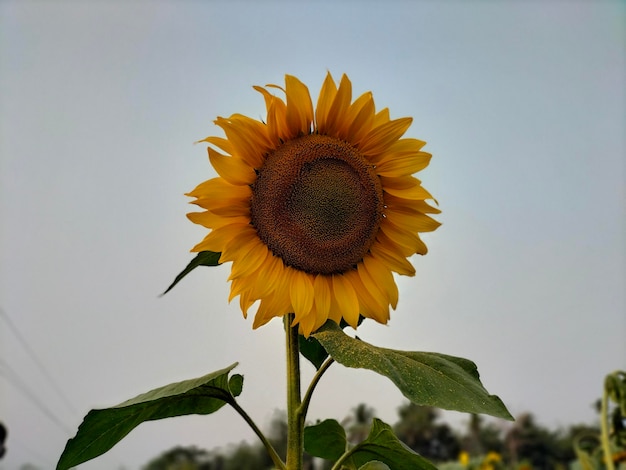 Un tournesol avec un ciel bleu en arrière-plan