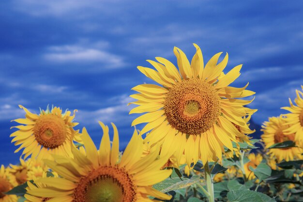 Tournesol avec un ciel bleu en hiver.