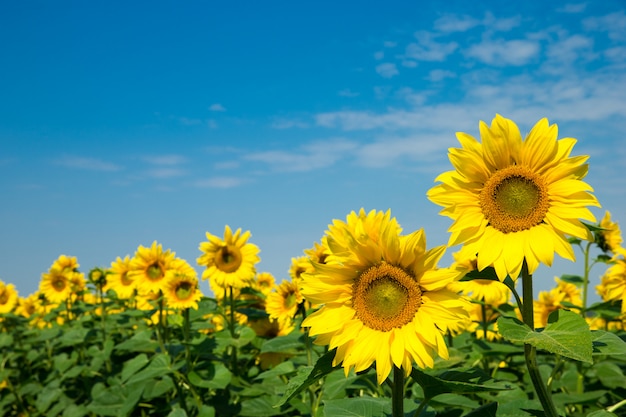 Tournesol sur ciel bleu nuageux