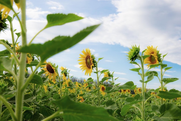 Tournesol avec un ciel bleu