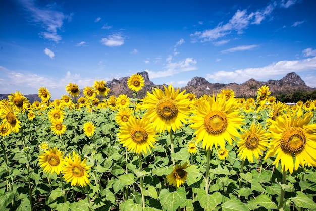 Tournesol avec un ciel bleu