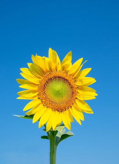 Photo tournesol avec ciel bleu