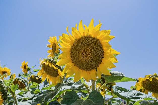 Un tournesol avec un ciel bleu