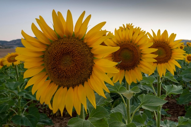 Tournesol commun Helianthus annuus Malaga Espagne