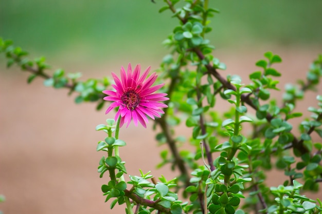 Tournesol commun