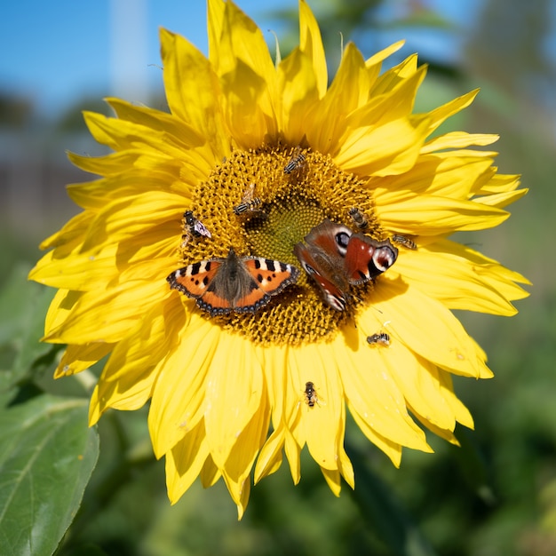 Tournesol contre le ciel bleu