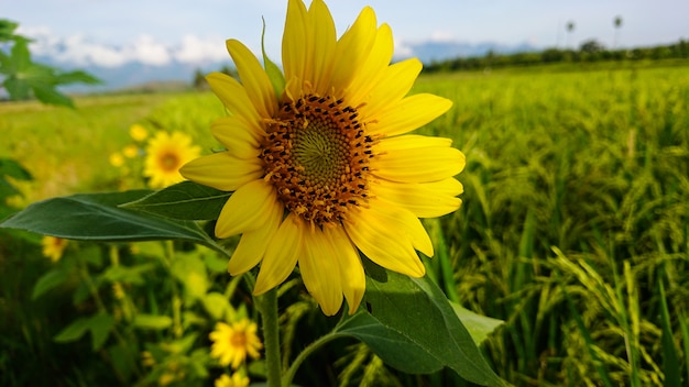 Tournesol de couleur jaune avec aperçu de la lumière du soleil