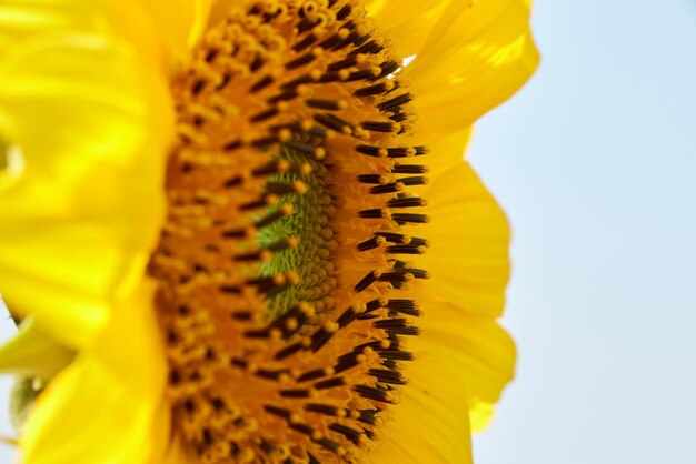 Photo un tournesol dans un champ aux beaux jours au printemps