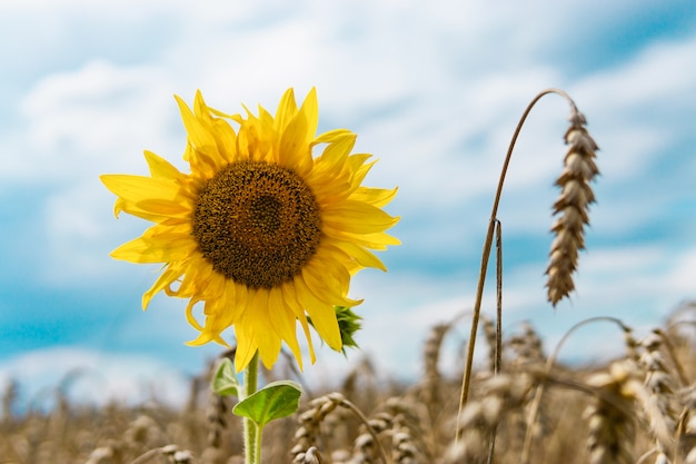 Tournesol dans un champ de blé.