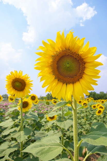 Tournesol dans le champ avec un ciel bleu