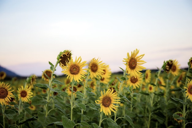 Tournesol dans le champ et le ciel avec coucher de soleil.