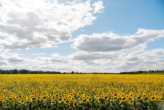 Tournesol dans un champ de tournesols sous le ciel bleu et de beaux nuages dans un champ agricole