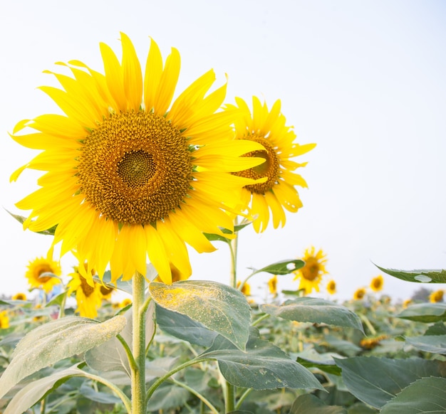 Tournesol dans le champ de tournesols