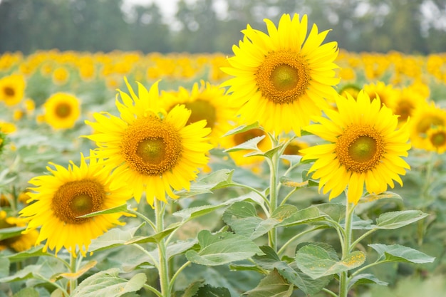 Tournesol dans le champ de tournesols