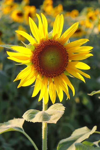 Un tournesol dans un champ de tournesols