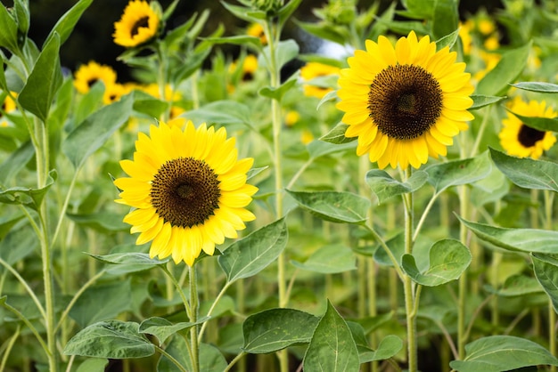 Tournesol dans le champ .Yerllow flower ,close-up