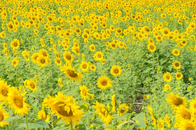 Le tournesol dans le champ