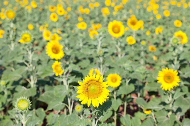 tournesol dans le champ.