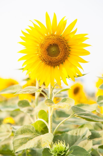 Tournesol dans un champ