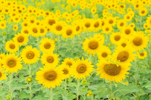 Tournesol dans le champ.