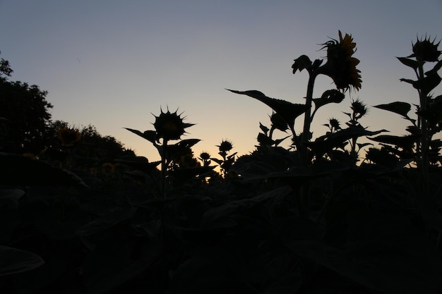 un tournesol dans un champ