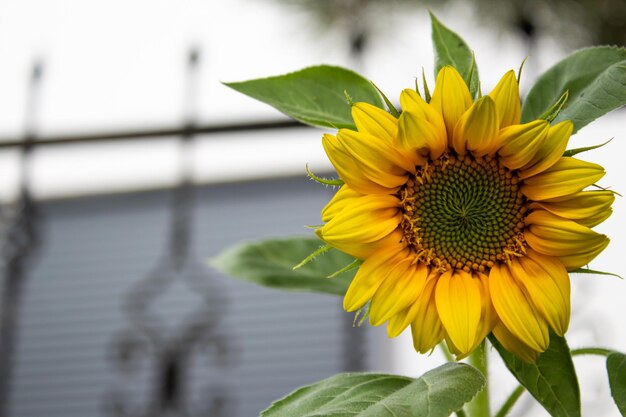 Tournesol dans un jardin. La photo en gros plan de tournesol mûr.