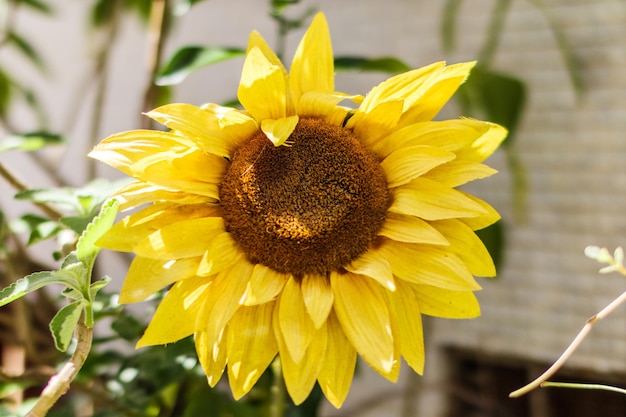 Photo tournesol dans un jardin à rio de janeiro au brésil.